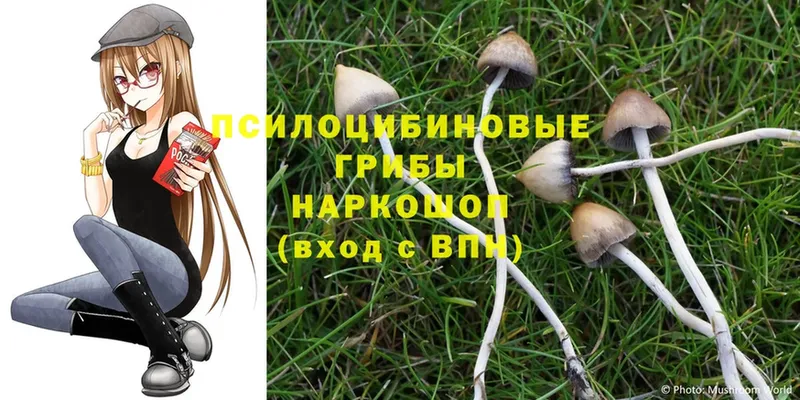 Псилоцибиновые грибы MAGIC MUSHROOMS  Нестеровская 